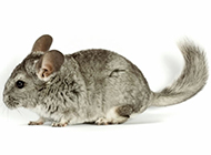 Cute close-up picture of South American chinchilla