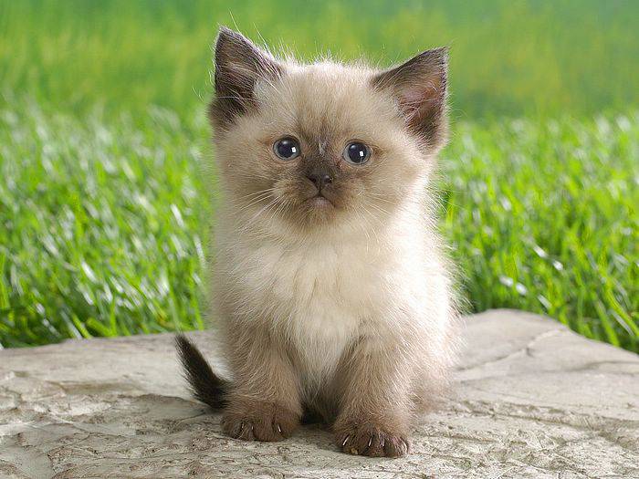 Cute and charming Himalayan cat pictures