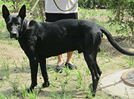 Pictures of strong and tall Chinese black wolfdog