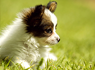 Picture of dark Papillon puppy in a daze on the grass