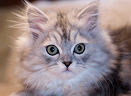 Chinchilla cat expression surprised picture