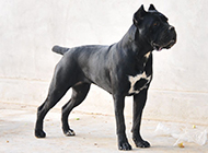Pictures of adult black Cane Corso dogs