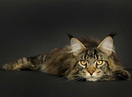 Picture of American Maine Coon cat with lazy and innocent expression