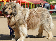 Appreciation of pictures of large Caucasian dogs