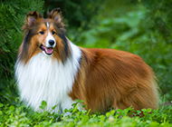 Shetland Sheepdog playing in green grass picture