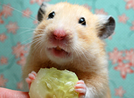 A collection of cute hamster pictures