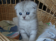 Picture of silver gradient folded-eared kitten in a daze