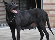 Big black wolf dog grinning picture