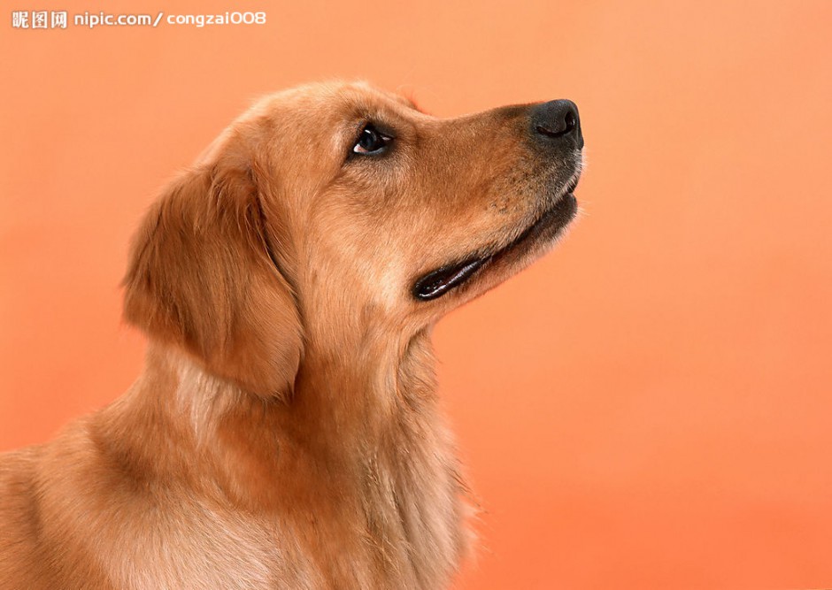 Pictures of super cute six-month-old golden retriever dogs