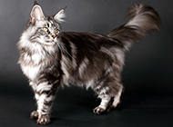 Pictures of Maine Coon cats with noble and elegant temperament