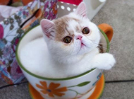 Real pictures of miniature animals teacup cats