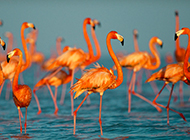 Flocks of flamingos pictures wallpaper