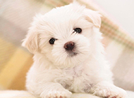 Cute pictures of young purebred Bichon Frize dogs