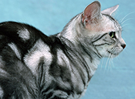 Purebred American Shorthair cat sideways close-up picture