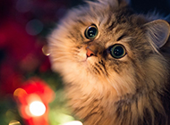 A collection of beautiful Persian cat pictures