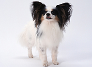 Pet Dog Papillon HD Picture Wallpaper