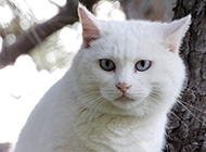 Appreciation of the most beautiful real pictures of white cats with blue eyes