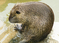 Picture gallery of large rodent nutria