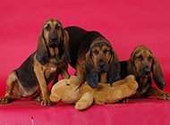 British bloodhound looks loyal and honest picture