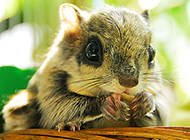 Pet flying squirrel acting cute pictures