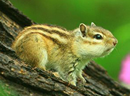 Cute chipmunk picture on branch