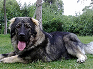 Picture of adult Caucasian dog resting on the grass