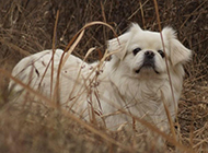 Exquisite and elegant Pekingese dog pictures