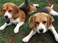 Pictures of beagles playing naughtyly