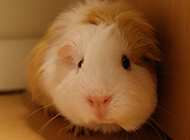 Cute timid guinea pig pictures selection