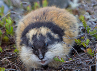 Pictures of small and clever lemmings