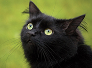 Bombay cat cute and charming pictures