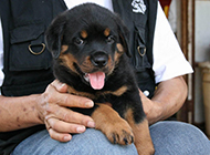 Naughty and coquettish pictures of Rottweiler puppies