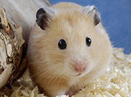 A collection of pictures of exquisite and cute hamsters