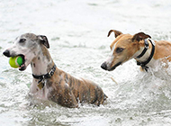 Whippet water training pictures