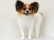 Naughty pictures of adult Papillon dogs