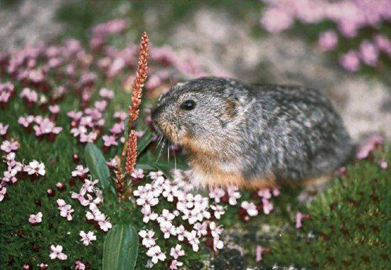 Clever little lemming pictures