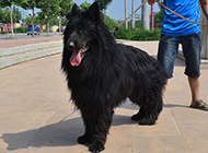 Pictures of ferocious and tall black bear dogs