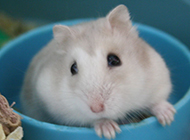 A collection of cute pictures of milk tea hamsters