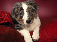 Pictures of Shetland Sheepdog innocent and cute eyes