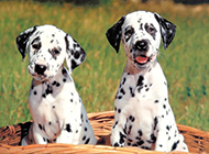 Dalmatian puppy handsome and cute pictures