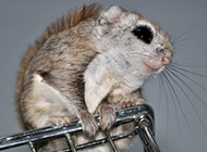 A collection of pictures of naughty and cute little flying squirrels