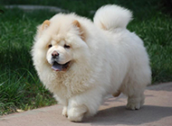Pictures of chubby purebred white Chow Chow dogs