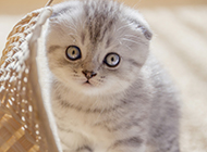 A collection of pictures of cute and cute fold-eared cats