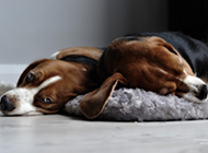 Cute lazy beagle pictures