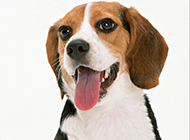 Appreciation of super cute dog beagle pictures