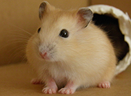 A collection of pictures of the timid and cute pudding hamster