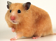 Rodent hamster pictures are so cute