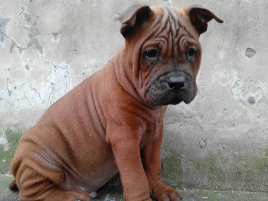 Close-up of innocent and cute pictures of East Sichuan hounds