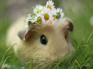 Cute guinea pig aesthetic wallpaper picture collection