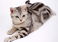 American shorthair cat silver tabby picture